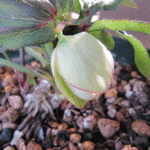 糸ピコ蕾をアップで