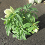 リグリスクを上から撮影