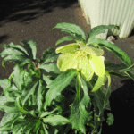 開いているリグリスク