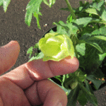 開きかけのリグリスク