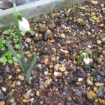 スノードロップだと分かった写真