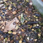 華奢なチューリップだと勘違いをした写真