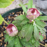 「ゴールドピコティ―」の蕾