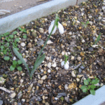 スノードロップの写真（１）