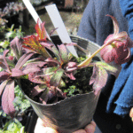 葉姿が綺麗なアトロルーベンス