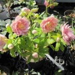 綺麗なピンクのソレイユダブル