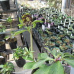 原種交配のピコティーダブル