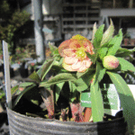 オーレアダブル(ネオンタイプ)