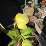 sdグリーニッシュゴールド上から