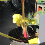 sdグリーニッシュゴールド後ろから