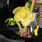 sdグリーニッシュゴールド正面