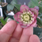 ddパープルピコティ小輪