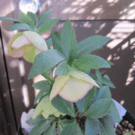 ss吹きかけスポット