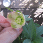 ss吹きかけスポット