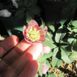 ddパープルピコティ小輪