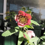 ddパープルピコティ小輪