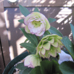 ddホワイトピコティ