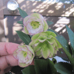 ddホワイトピコティ