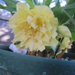 ddゴールドスポット