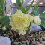 ddゴールドスポット