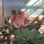 ラージセミピンクピコティ