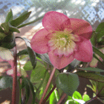 ラージセミピンクピコティ