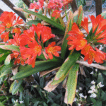 君子蘭と謎の蘭系