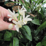 謎の蘭系をアップで