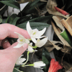 謎の蘭系をアップで