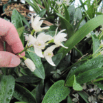 謎の蘭系をアップで