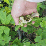 花柄の際に下に指を入れた写真