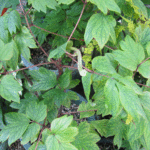 花がら摘みを行った写真