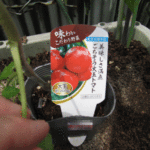 「ほむらまる」の苗