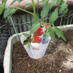 「けっさく」の苗