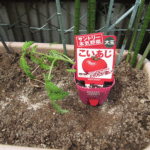 「こいあじ」の苗