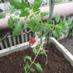 「ほむらまる」の植え付け