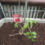 「こいあじ」の植え付け