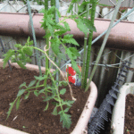 「けっさく」の植え付け