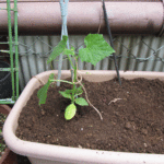 キュウリの植え付け