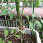 太い支柱に変更した「ほむらまる」