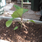 ナスの植え付け