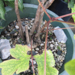 肥料入りの袋を鉢に置いた様子