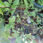 葉を激しく食べられた牡丹