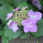 紫の顎紫陽花