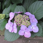 紫の顎紫陽花