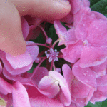 ピンク色の紫陽花の真花