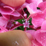 ピンク色の紫陽花の真花