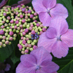 紫の顎紫陽花の真花