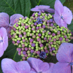 紫の顎紫陽花の真花