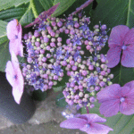 顎紫陽花の中心部が咲いた写真